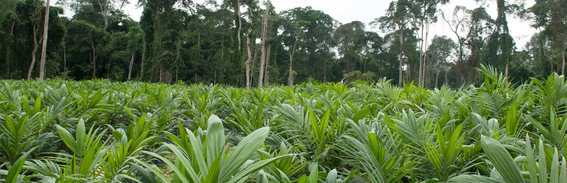 Seedlings being inserted into soils in a nursery, Olam. 